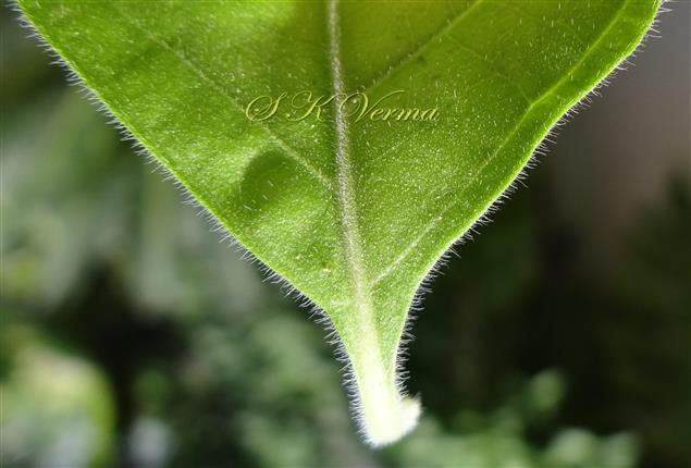  Basal part of Leaf (Abaxial view)